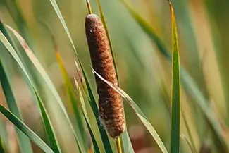 Mer Bleue Bog Cattail Portrait