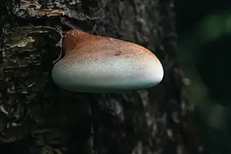 Mer Bleue Bog Birch Polypore Mushroom Shelf, Ottowa, Ontario