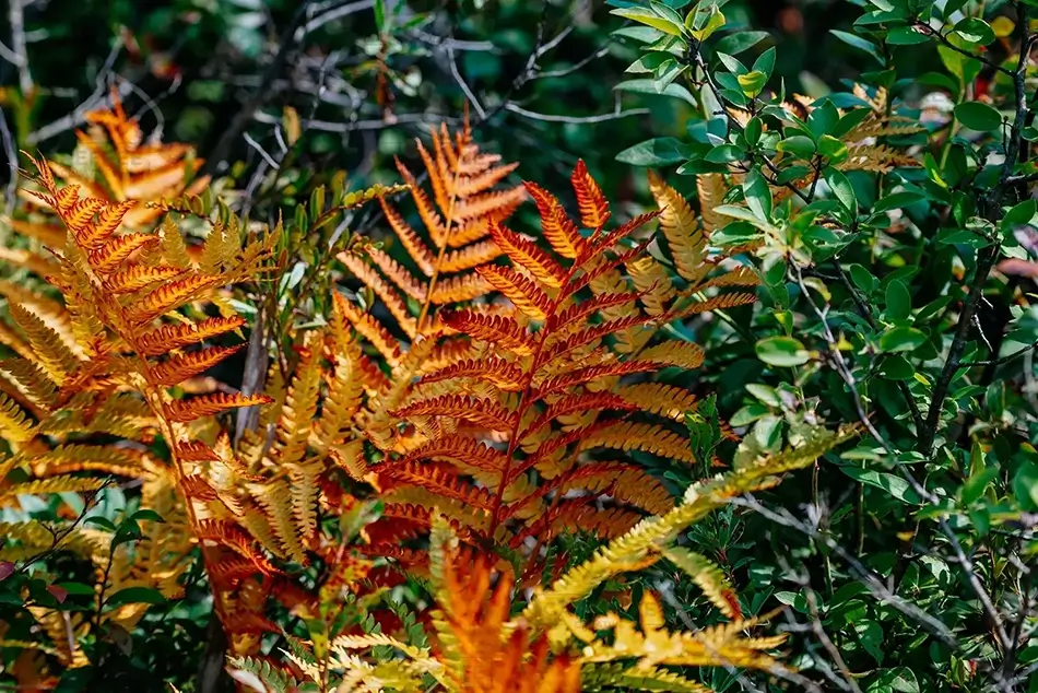Mer Bleue Bog Autumn Bracken Ferns, Ottowa, Ontario · Canada