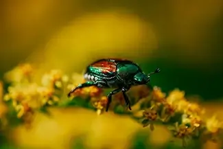 Mer Bleue Bog Japanese Beetle on Golden Bloom, Ottowa, Ontario