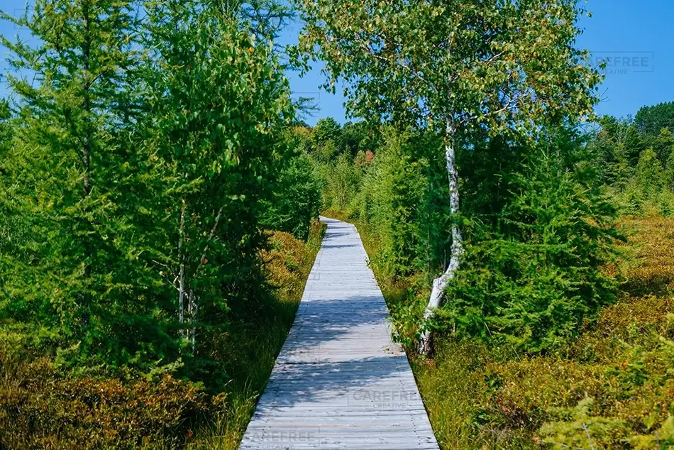 Mer Bleue Bog Direct Trail, Ottowa, Ontario · Canada