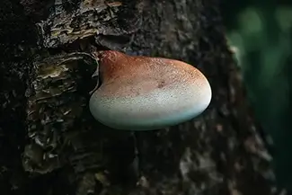 Mer Bleue Bog Birch Polypore Fungi on Bark, Ottowa, Ontario