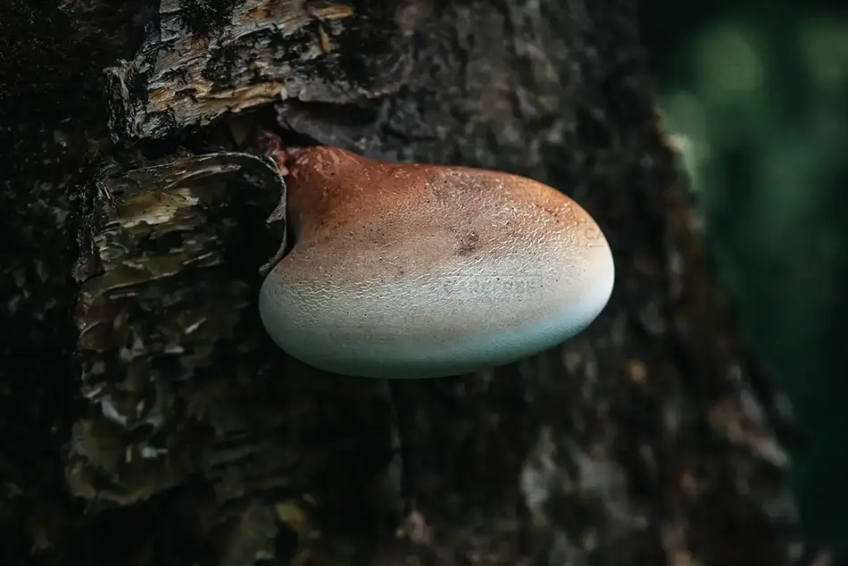 Mer Bleue Bog Birch Polypore Fungi on Bark, Ottowa, Ontario · Canada