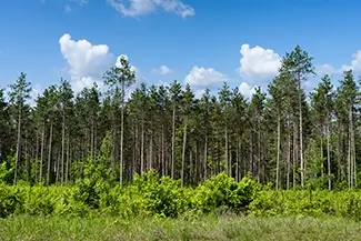 Michigan Tall Pine Forest, Michigan