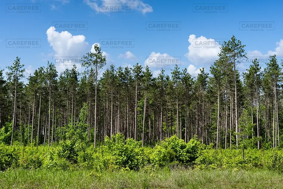 Michigan Tall Pine Forest, Michigan · United States