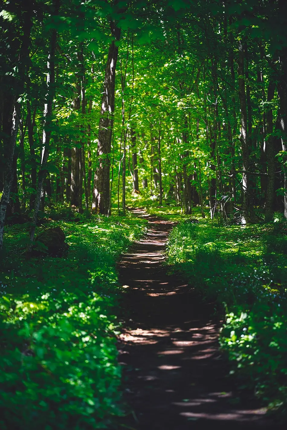 Miners Castle Rock Sunlit Forest Path, Munising, Michigan · United States