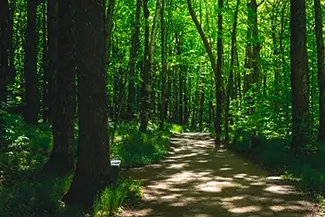 Miners Falls Sunlit Forest Path, Munising Township, Michigan