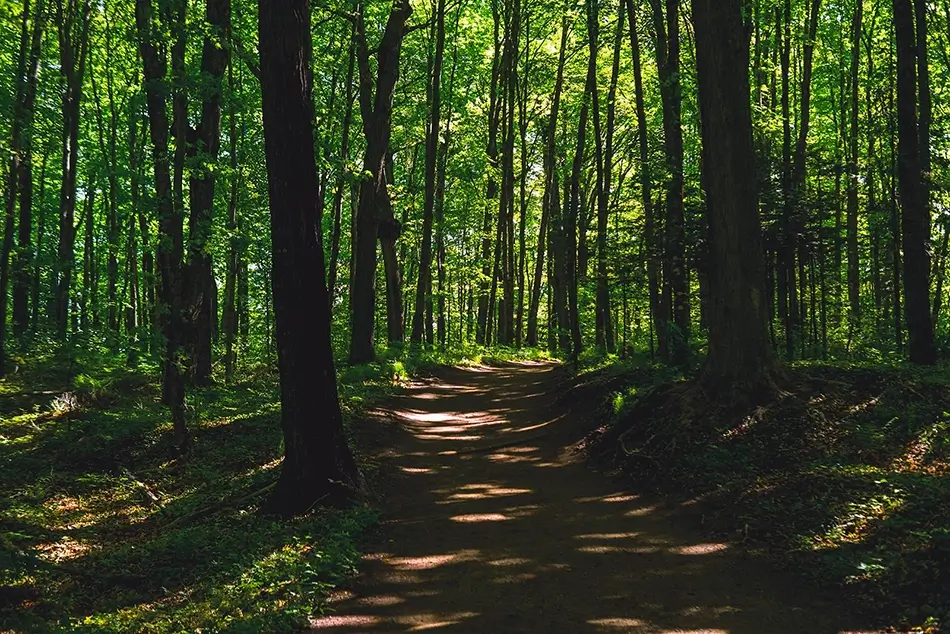 Miners Falls Sunlit Forest Trail, Munising Township, Michigan · United States