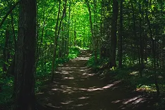 Miners Falls Shaded Woodland Path, Munising Township, Michigan