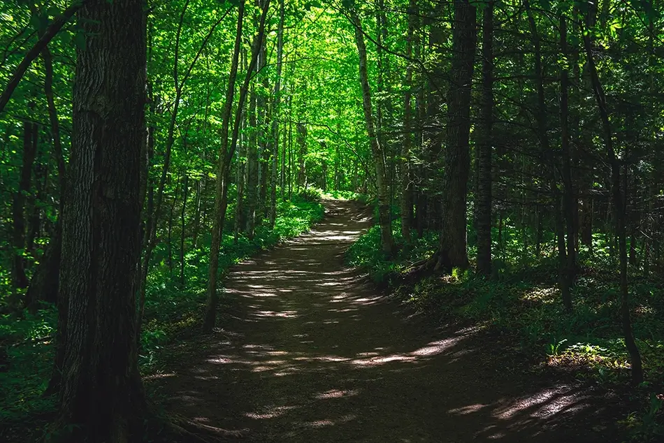 Miners Falls Shaded Woodland Path, Munising Township, Michigan · United States