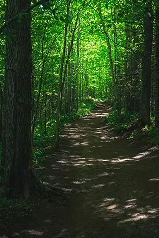 Miners Falls Sun Dappled Forest Trail, Munising Township, Michigan