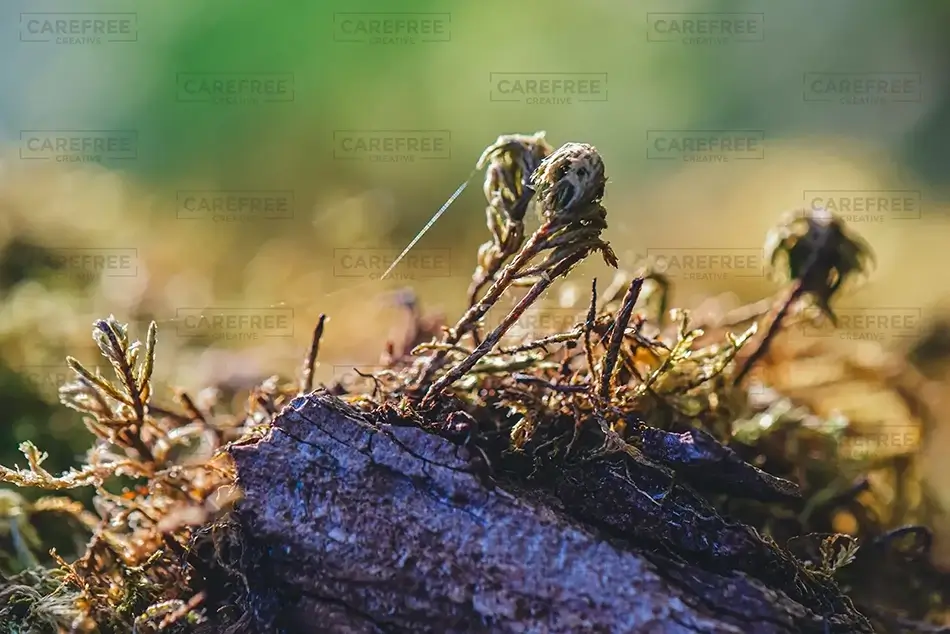 Minto-Brown Island Park Dryad’s Saddle Perch, Salem, Oregon · United States