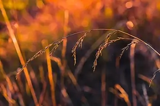 Minto-Brown Island Park Amber Grasses Glow, Salem, Oregon