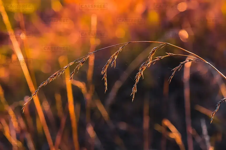 Minto-Brown Island Park Amber Grasses Glow, Salem, Oregon · United States