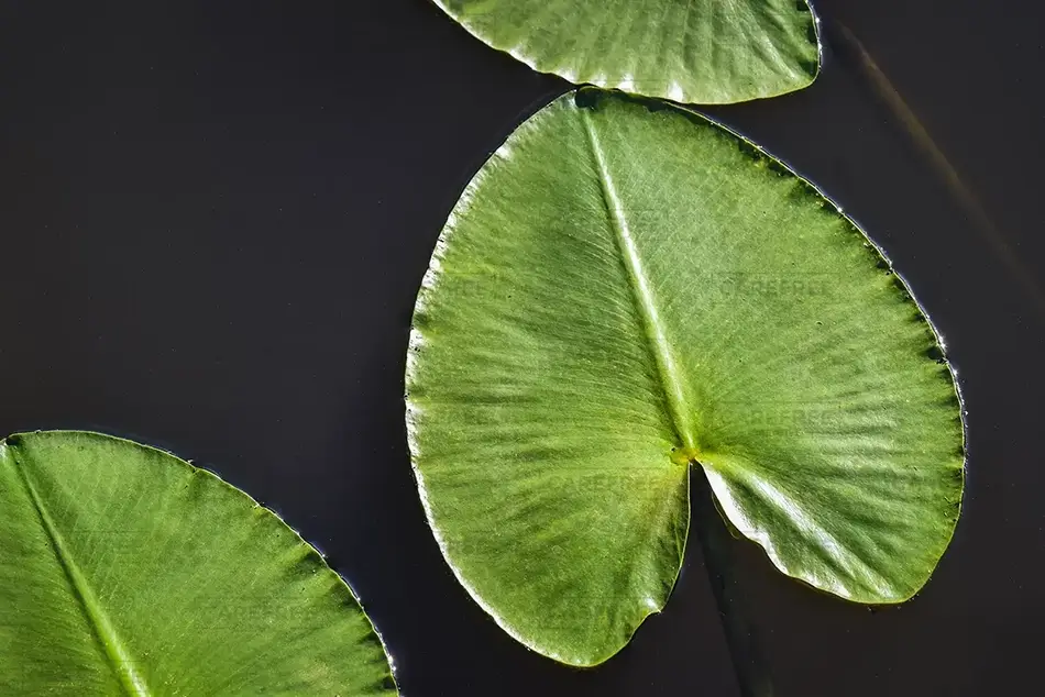 Minto-Brown Island Park Water Lily Pads, Salem, Oregon · United States