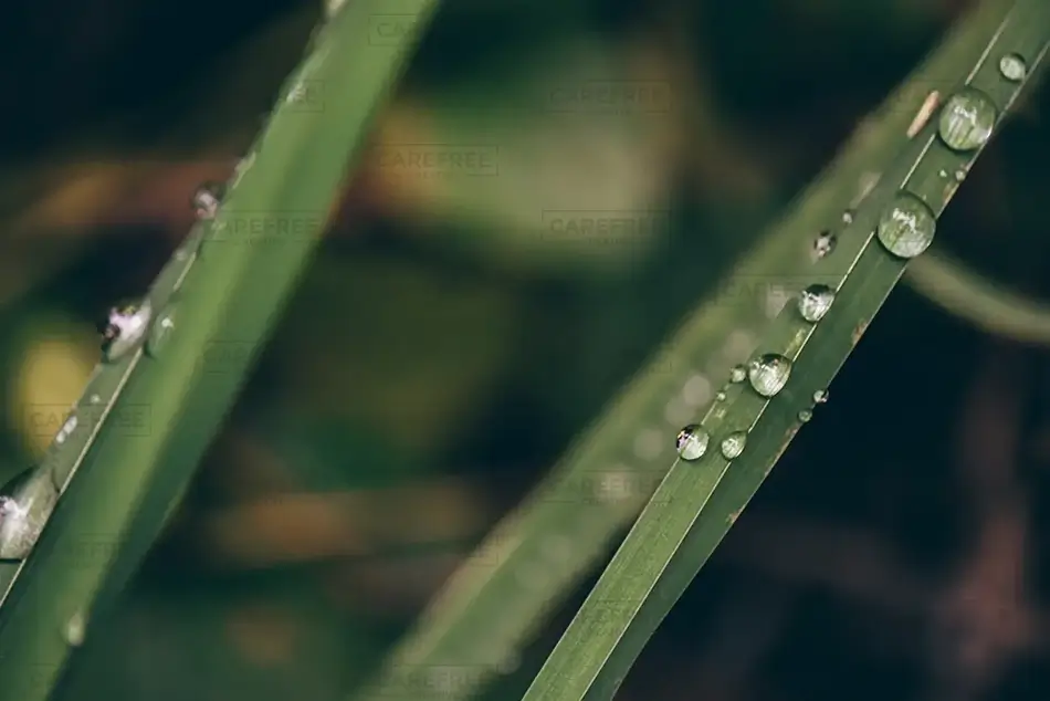 Molalla River Recreation Area Morning Dew on Grass, Canby, Oregon · United States