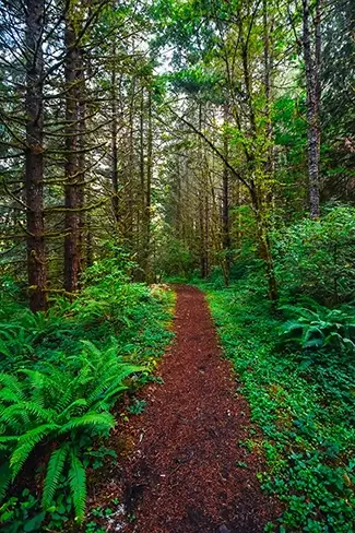 Molalla River Recreation Area Rich Forest Trail