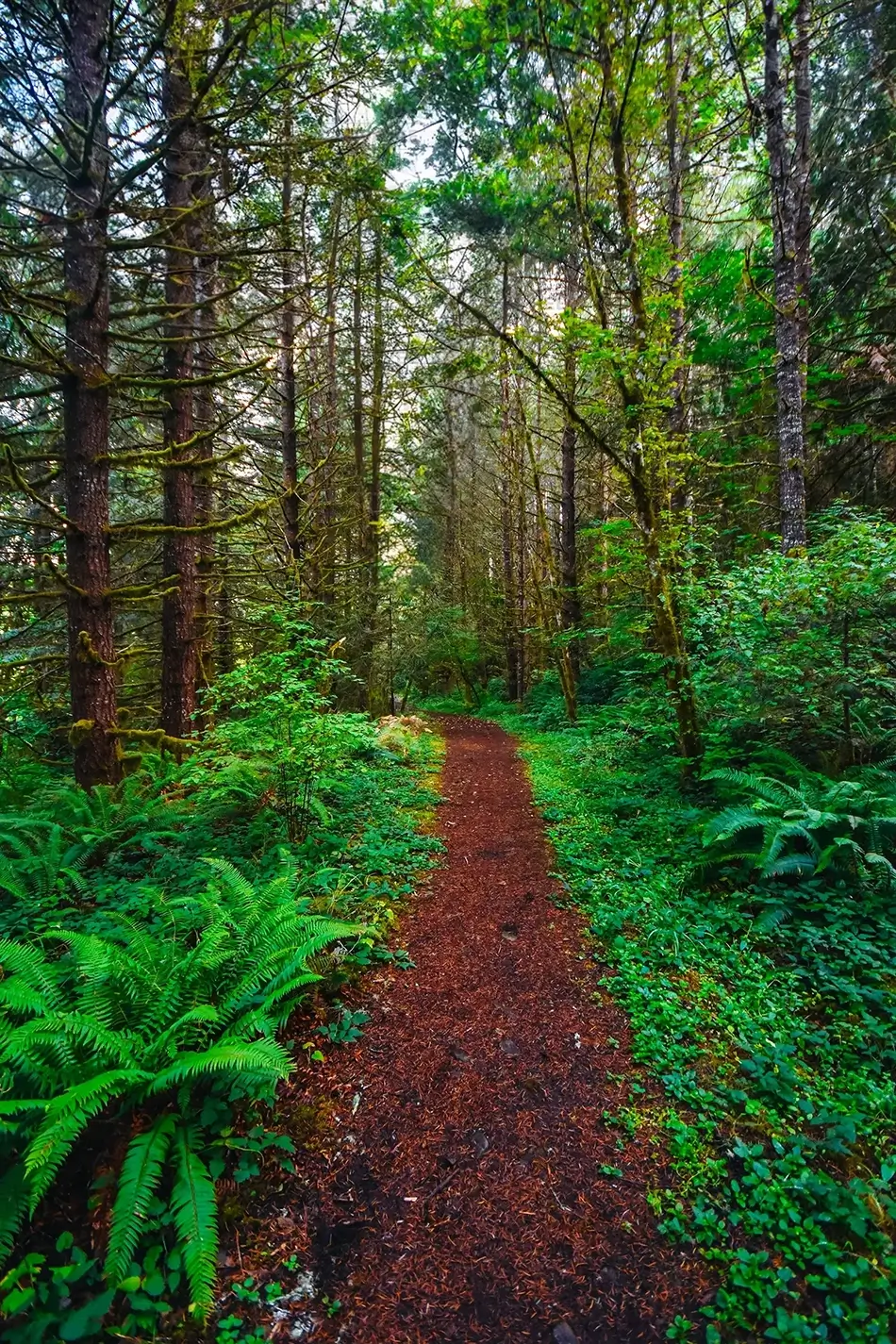 Molalla River Recreation Area Rich Forest Trail, Canby, Oregon · United States