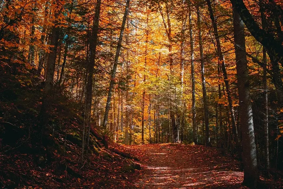 Mont Tremblant Golden Forest, Mont-Tremblant National Park, Quebec · Canada