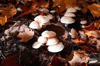Mont Tremblant White Mushrooms, Mont-Tremblant National Park, Quebec