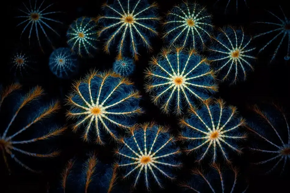 Montreal Botanical Garden Starry Sea Urchin Cacti, Montreal, Quebec · Canada
