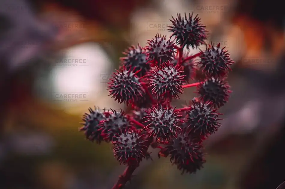 Montreal Botanical Garden Castor Plant in Bloom, Montreal, Quebec · Canada
