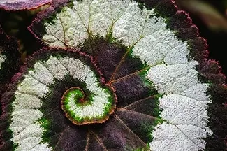 Montreal Botanical Garden Spiral Begonia Leaf Pattern, Montreal, Quebec