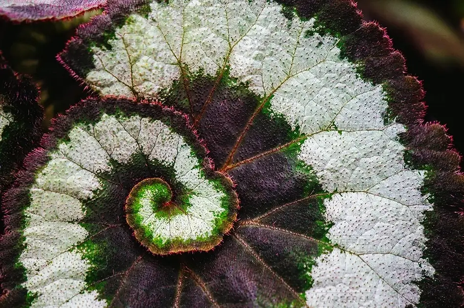 Montreal Botanical Garden Spiral Begonia Leaf Pattern, Montreal, Quebec · Canada