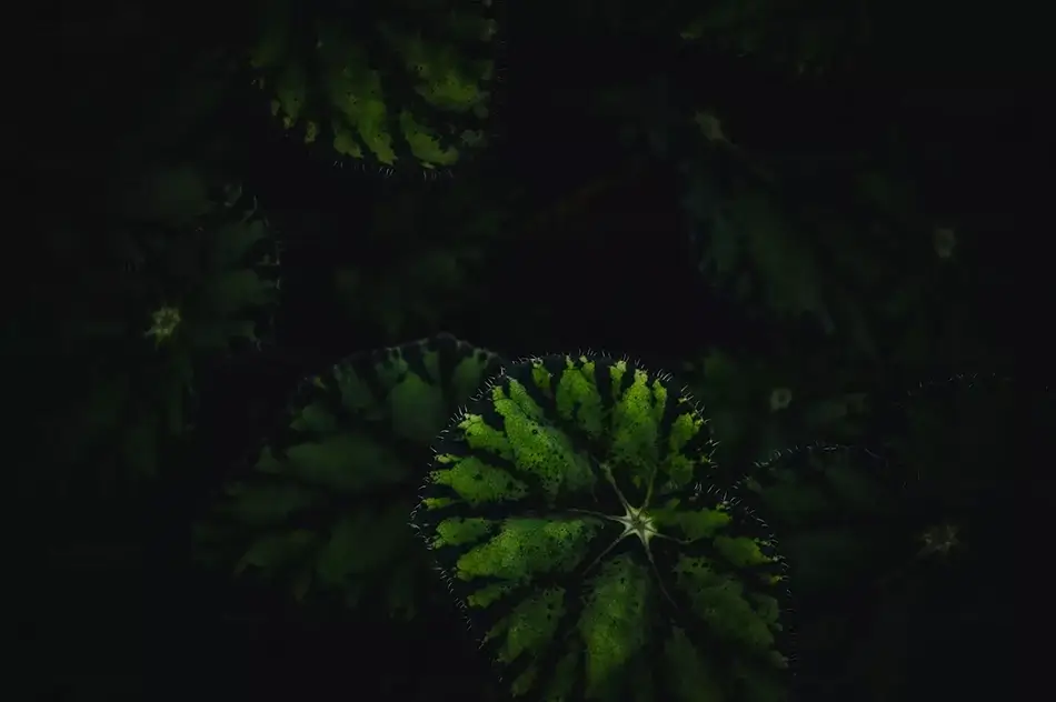 Montreal Botanical Garden Nocturnal Begonia Leaf Veins, Montreal, Quebec · Canada