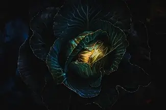 Montreal Botanical Garden Midnight Blue Cabbage Flora, Montreal, Quebec