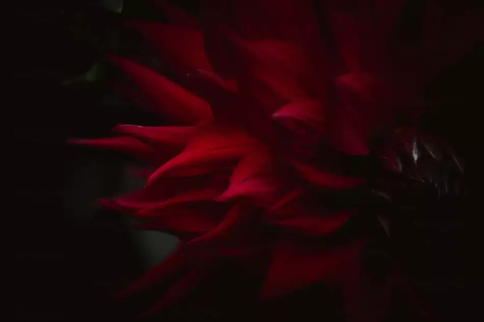 Montreal Botanical Garden Crimson Dahlia Depths, Montreal, Quebec · Canada