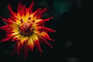 Montreal Botanical Garden Fire Dahlia, Montreal, Quebec