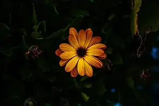 Montreal Botanical Garden Sunshine Marigold