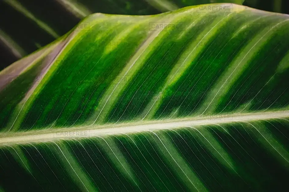 Montreal Botanical Garden Verdant Prayer Plant Leaf Macro, Montreal, Quebec · Canada