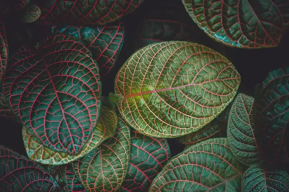 Montreal Botanical Garden Network of Green Veins Of The Fittonia Nerve Plant, Montreal, Quebec · Canada