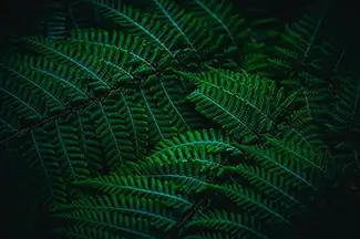 Montreal Botanical Garden Verdant Fern Tapestry, Montreal, Quebec