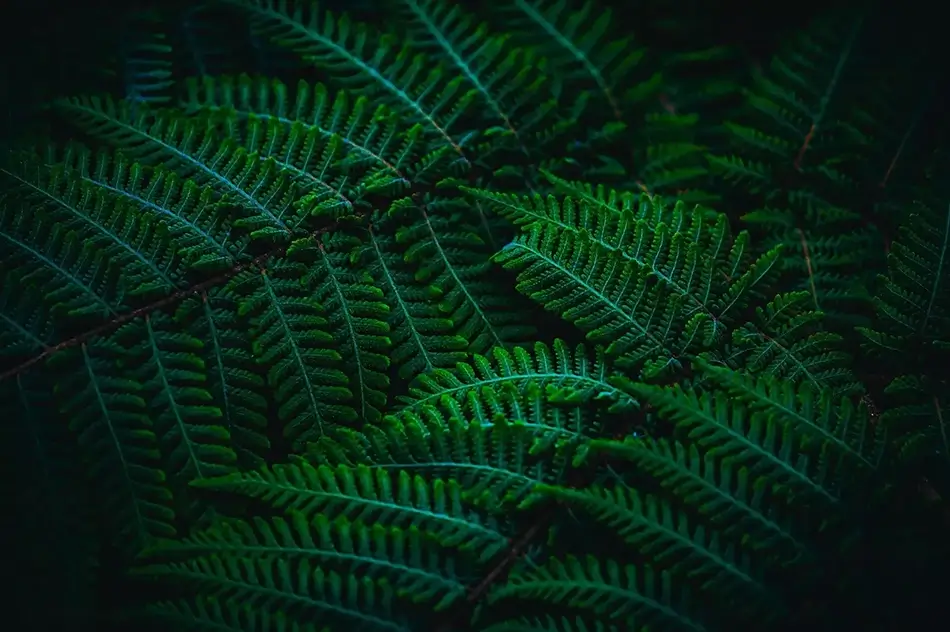 Montreal Botanical Garden Verdant Fern Tapestry, Montreal, Quebec · Canada