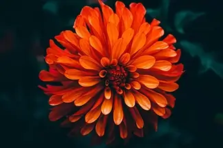 Montreal Botanical Garden Sunset Glow Marigold, Montreal, Quebec