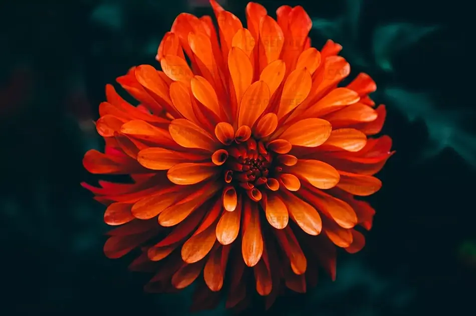 Montreal Botanical Garden Sunset Glow Marigold, Montreal, Quebec · Canada