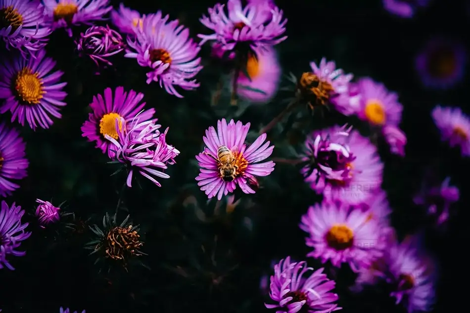 Montreal Botanical Garden Lavender Aster Floral Buzz, Montreal, Quebec · Canada