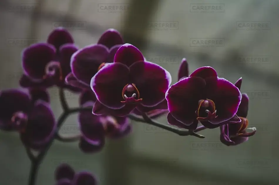 Montreal Botanical Garden Orchid Purple Haze, Montreal, Quebec · Canada