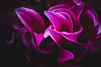Montreal Botanical Garden Magenta Petal Swirl, Montreal, Quebec