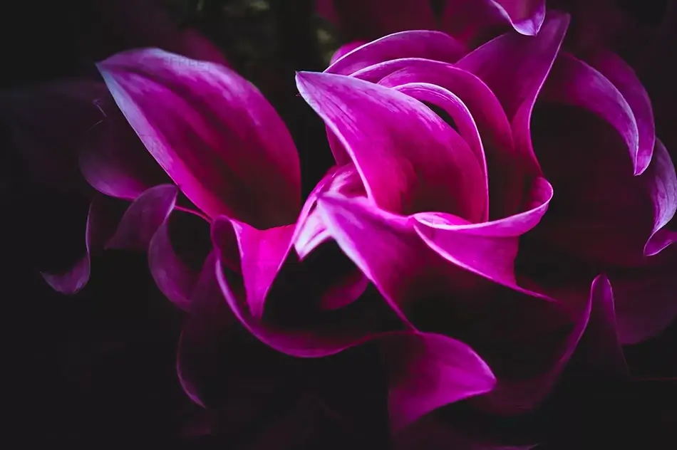 Montreal Botanical Garden Magenta Petal Swirl, Montreal, Quebec · Canada