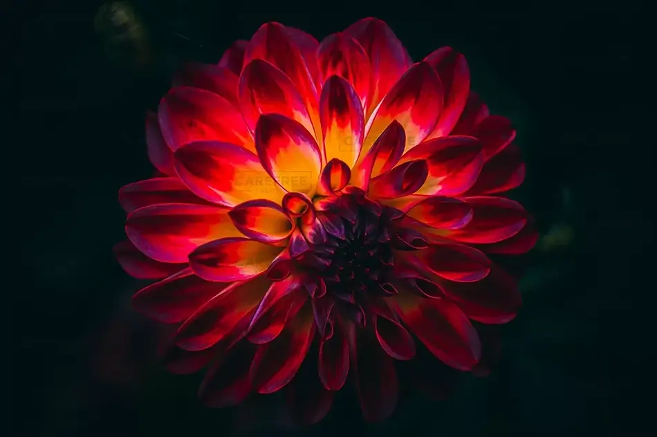 Montreal Botanical Garden Solar Flare Dahlia, Montreal, Quebec · Canada