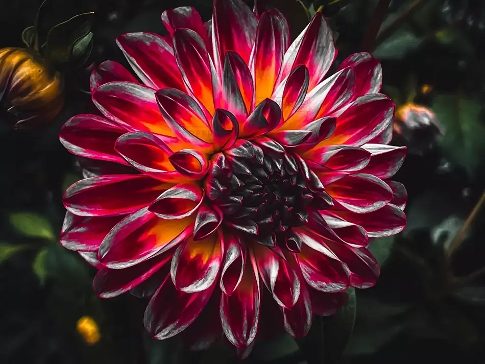 Montreal Botanical Garden Crimson Pinwheel Dahlia, Montreal, Quebec · Canada