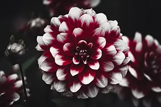 Montreal Botanical Garden Monochrome Dahlia, Montreal, Quebec