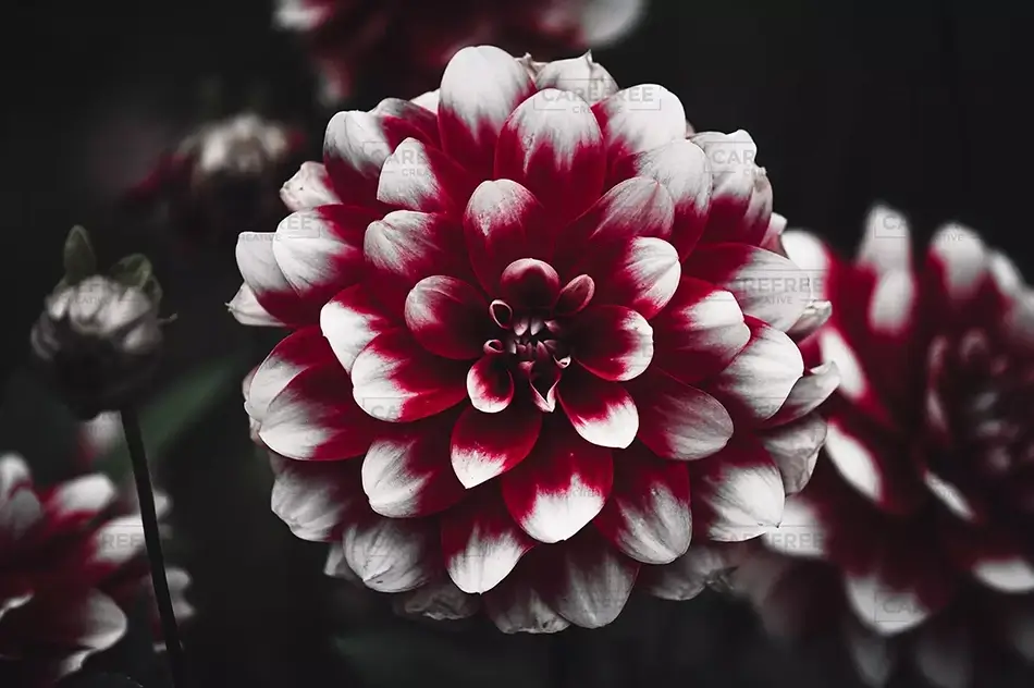 Montreal Botanical Garden Monochrome Dahlia, Montreal, Quebec · Canada