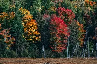 Moosehorn National Wildlife Refuge Colorful Autumn Foliage, Baring, Maine
