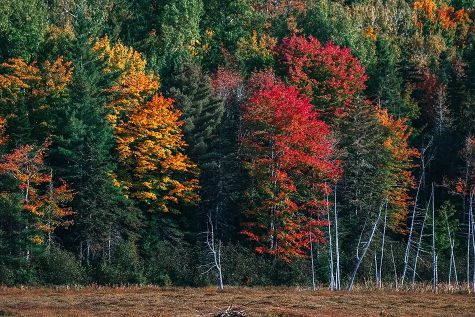 Moosehorn National Wildlife Refuge Colorful Autumn Foliage, Baring, Maine · United States