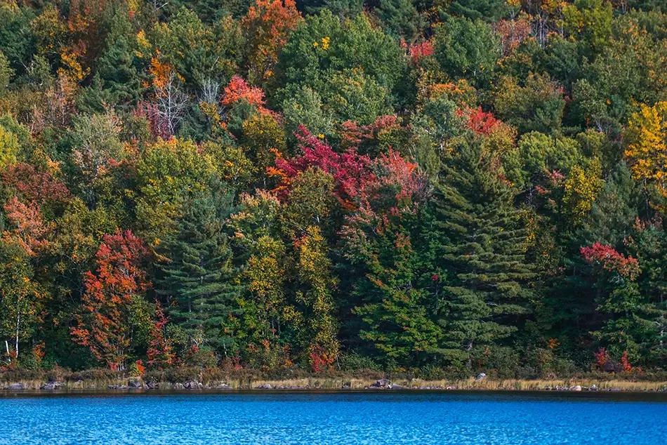 Moosehorn National Wildlife Refuge Colorful Autumn Forest Reflection, Baring, Maine · United States